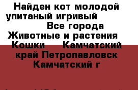 Найден кот,молодой упитаный игривый 12.03.2017 - Все города Животные и растения » Кошки   . Камчатский край,Петропавловск-Камчатский г.